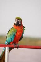 Close up macaw parrot, large beautiful bird. photo