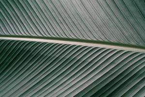 textura de hojas verdes, hoja tropical para el fondo de la naturaleza, árbol de follaje de calathea lutea foto