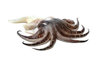 tentacles of squid isolated on white background photo