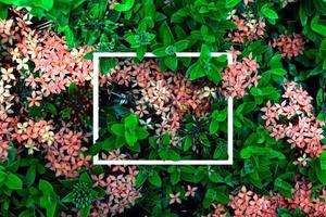 Green leaves pattern and red Ixora with white frame for nature concept,top view photo