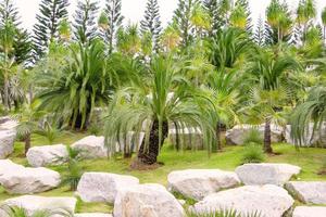 palm trees in tropical garden,thailand photo