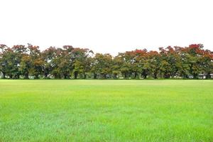meadow and Peltophorum pterocarpum tree with windbreak photo