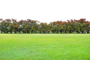 pradera y peltophorum pterocarpum árbol con protección contra el viento foto