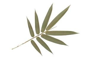 Dried bamboo leaves pattern isolated on white background,back view photo