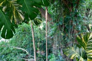 patrón de hojas verdes para el concepto de naturaleza, hoja de epipremnum aureum con fondo de bosque borroso foto