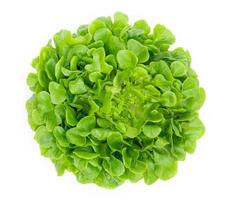 Green oak lettuce leaf isolated on white background photo