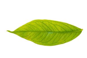 patrón de hojas verdes aislado sobre fondo blanco foto