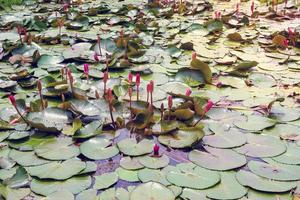 pink lotus flower bud  in pond photo