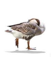 goose isolated on white background,clipping path photo