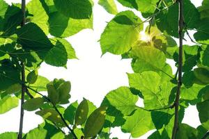 Green leaves pattern, autumn plant leaf on white background,Mulberry tree In the shade photo