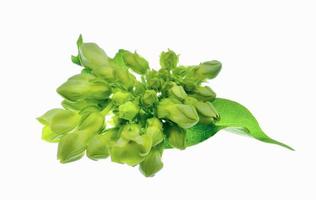 Cowslip creeper and leaves isolated on white background photo