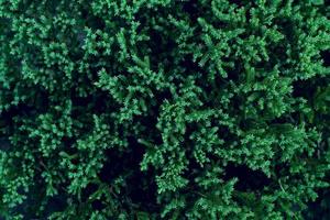 fondo de hojas verdes, tono de color de hoja oscuro foto