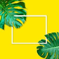 Green monstera leaves pattern for nature concept,tropical leaf on yellow background photo