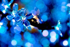 Ornamental flower with blue bokeh lights of Christmas lights and New year photo