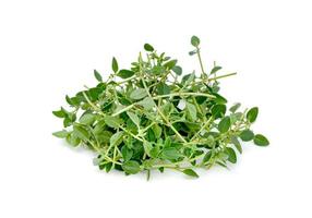 fresh thyme or Lemon thyme leaf isolated on a white background ,Green leaves pattern photo