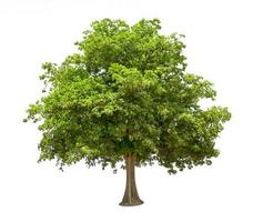 Green Tree Isolated on White background photo