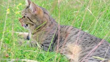 el gato respira pesadamente con la lengua colgando por el calor. la mascota sufre de una temperatura alta en verano, yace sobre la hierba a la sombra. video