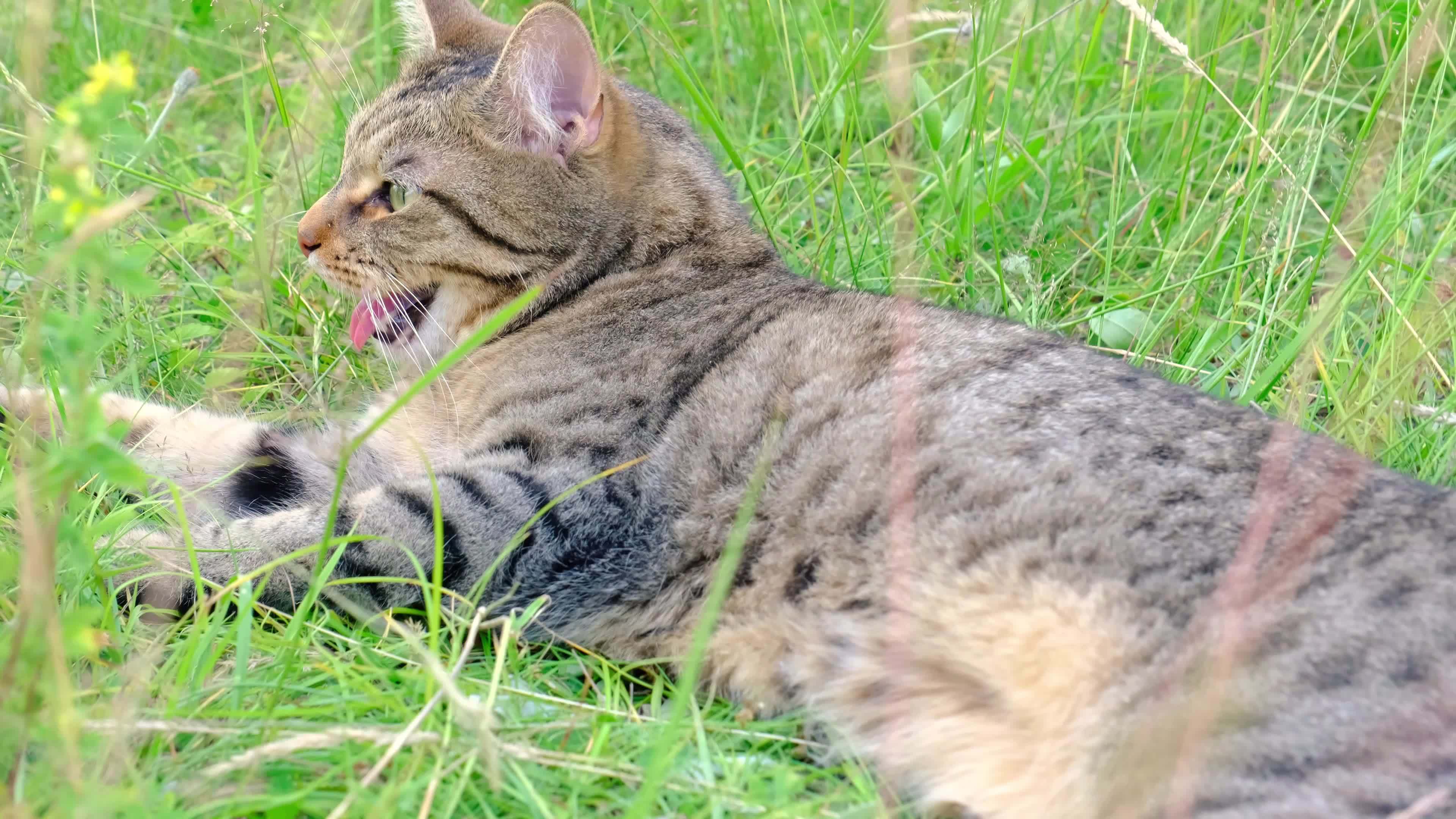 The Cat Is Breathing Heavily With His Tongue Hanging Out Because Of The the-cat-is-breathing-heavily-with-his-tongue-hanging-out-because-of-the
