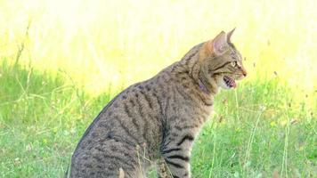 el gato respira pesadamente con la lengua colgando por el calor. la mascota sufre de una temperatura alta en verano, yace sobre la hierba a la sombra. video