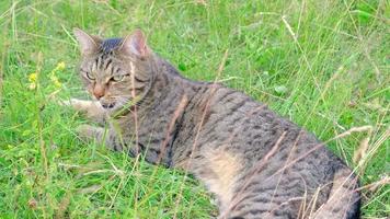 The cat is breathing heavily with his tongue hanging out because of the heat. The pet suffers from a high temperature in summer, lies on the grass in the shade. video