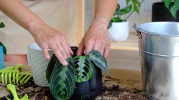 une femme transplante une plante d'intérieur en pot noir maranta massangeana dans un nouveau sol dans un pot noir avec un visage. entretien des plantes en pot, marantacées video