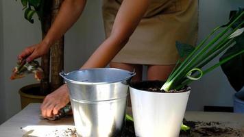 A woman transplants a potted houseplant into a new soil with drainage. Spathiphyllum sensation, potted plant care, watering, fertilizing, sprinkle the mixture with a scoop and tamp it in a pot video