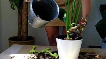 una mujer trasplanta una planta de interior en maceta a un suelo nuevo con drenaje. Sensación de spathiphyllum, cuidado de plantas en macetas, riego, fertilización, espolvorear la mezcla con una cuchara y apisonarla en una maceta video