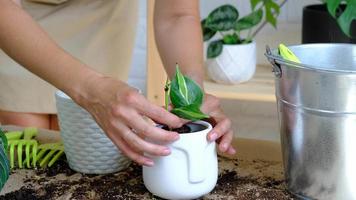 Woman hands transplants a potted houseplant philodendron brasil into a new ground in a white pot with a face. Potted plant care, aroid vines