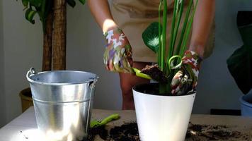 A woman transplants a potted houseplant into a new soil with drainage. Spathiphyllum sensation, potted plant care, watering, fertilizing, sprinkle the mixture with a scoop and tamp it in a pot video