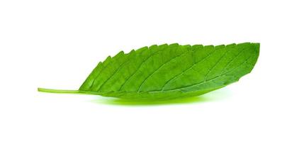 Holy Basil leaf or thai basil or Ocimum sanctum isolated on white background ,Green leaves pattern photo