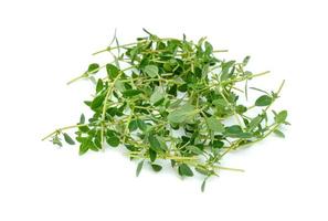 fresh thyme or Lemon thyme leaf isolated on a white background ,Green leaves pattern photo