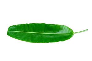 Green leaves pattern,leaf banana isolated on white background,include clipping path photo