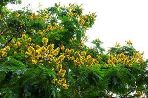 Peltophorum pterocarpum tree with white sky photo