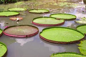 victoria waterlily en la piscina, patrón de hojas verdes foto