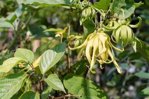 Ylang-ylang flowers or Cananga odorata photo