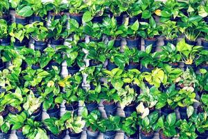 Green leaves pattern of epipremnum aureum in the pot on wall photo