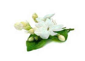 Jasmine flower isolated on white background photo