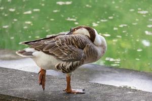 goose with pond background photo