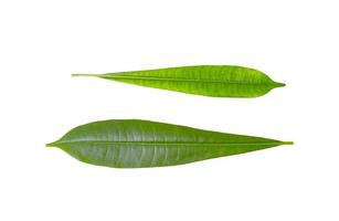 Plumeria leaf isolated on white background,Green leaves pattern,Front view photo