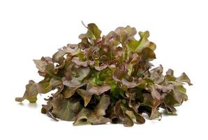 red oak leaf lettuce isolated on white background photo