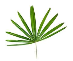 Green leaves pattern,leaf palm tree isolated on white background with clipping path photo