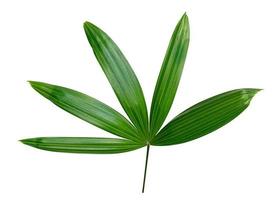 Green leaves pattern,leaf palm tree isolated on white background photo