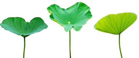 Green leaves pattern,leaf lotus isolated on white background photo