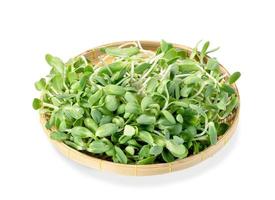 fresh Sunflower Sprout in basket isolated on white background ,Green leaves pattern ,Salad ingredient photo