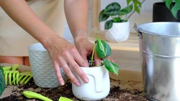 Woman hands transplants a potted houseplant philodendron brasil into a new ground in a white pot with a face. Potted plant care, aroid vines video