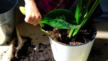 A woman transplants a potted houseplant into a new soil with drainage. Spathiphyllum sensation, potted plant care, watering, fertilizing, sprinkle the mixture with a scoop and tamp it in a pot video