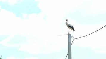 un' cicogna è seduta su un' polo nel il villaggio. selvaggio uccello vite vicino persone video