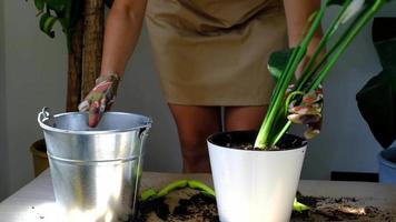 A woman transplants a potted houseplant into a new soil with drainage. Spathiphyllum sensation, potted plant care, watering, fertilizing, sprinkle the mixture with a scoop and tamp it in a pot video