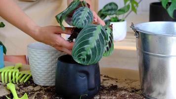 A woman transplants a potted houseplant Black Maranta Massangeana into a new ground in a black pot with a face. Potted plant care, Marantaceae video