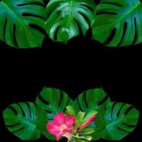 Green monstera leaves pattern for nature concept,tropical leaf textured background photo